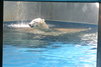 Polar bear at Singapore Zoo Photo