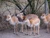 Photo from Zurich Zoo (Zoological Garden) Switzerland